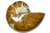 Polished Fossil Nautilus (Cymatoceras) - Madagascar #378989-1